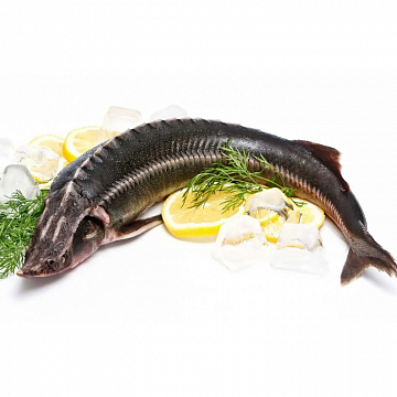 Фото Осётр свежемороженый (3-5кг) аквакультура потрошеный с головой 