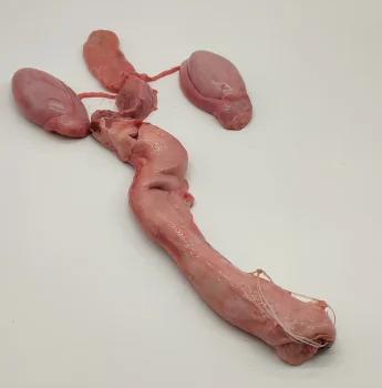 Фото Половой орган самца тюленя