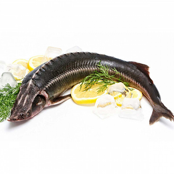 Фото Осётр свежемороженый (9+ кг)