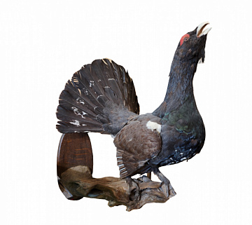 Фото Чучело глухаря