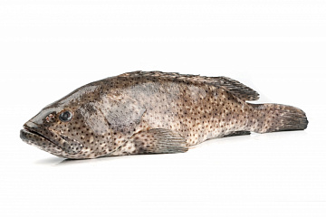Фото Рыба групер GROUPER (EPINEPHELUS SPP) целая, непотрошеная с/м