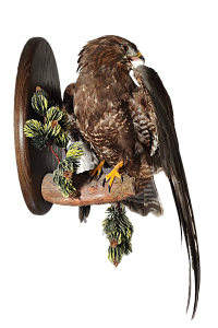 Превью Канюк на медальоне