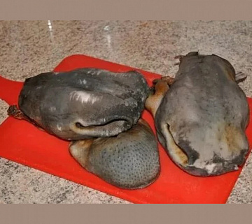 Фото Губа пятнистого оленя