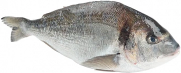 Фото Дорадо с/м (600-800г)