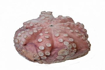 Фото Осьминог  Марокко свежемороженый 2-3 кг