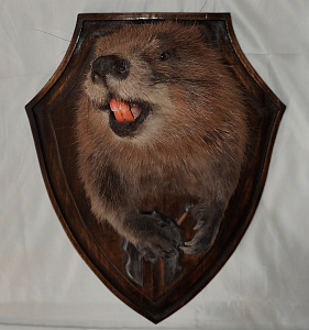 Превью Бобр с лапами на медальоне