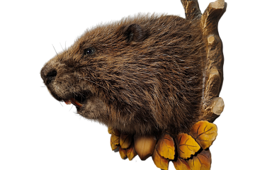 Фото Бобр на медальоне без лап