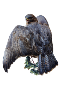 Превью Канюк на медальоне