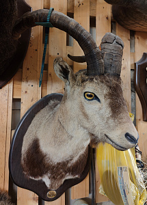 Превью Козерог испанский голова